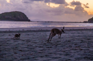 CAPE HILLSBOROUGH